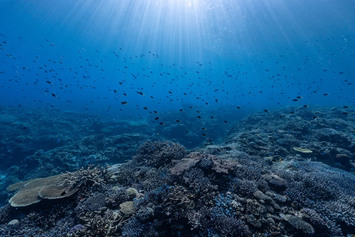 サンゴ礁が広がる阿嘉島周辺の海中