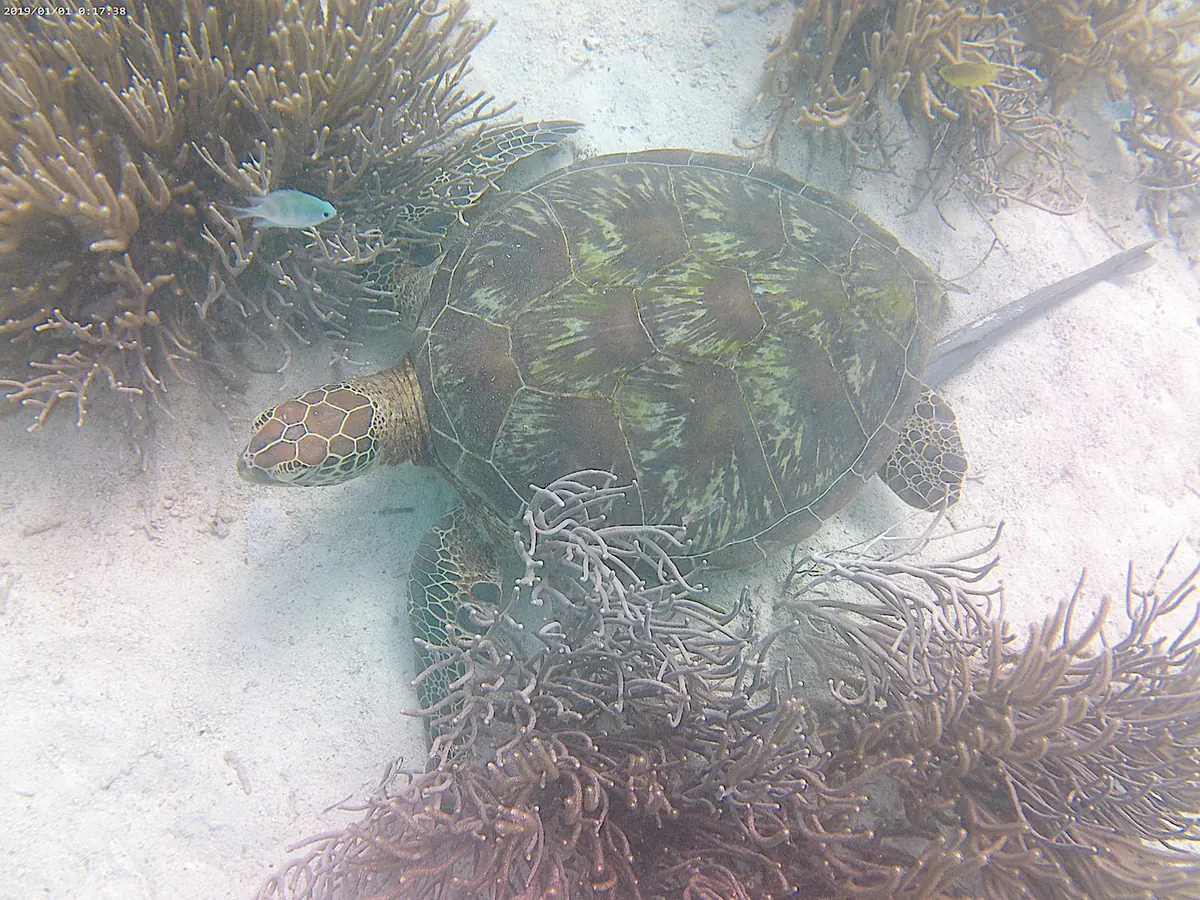 ウミガメとクマノミの写真(11)