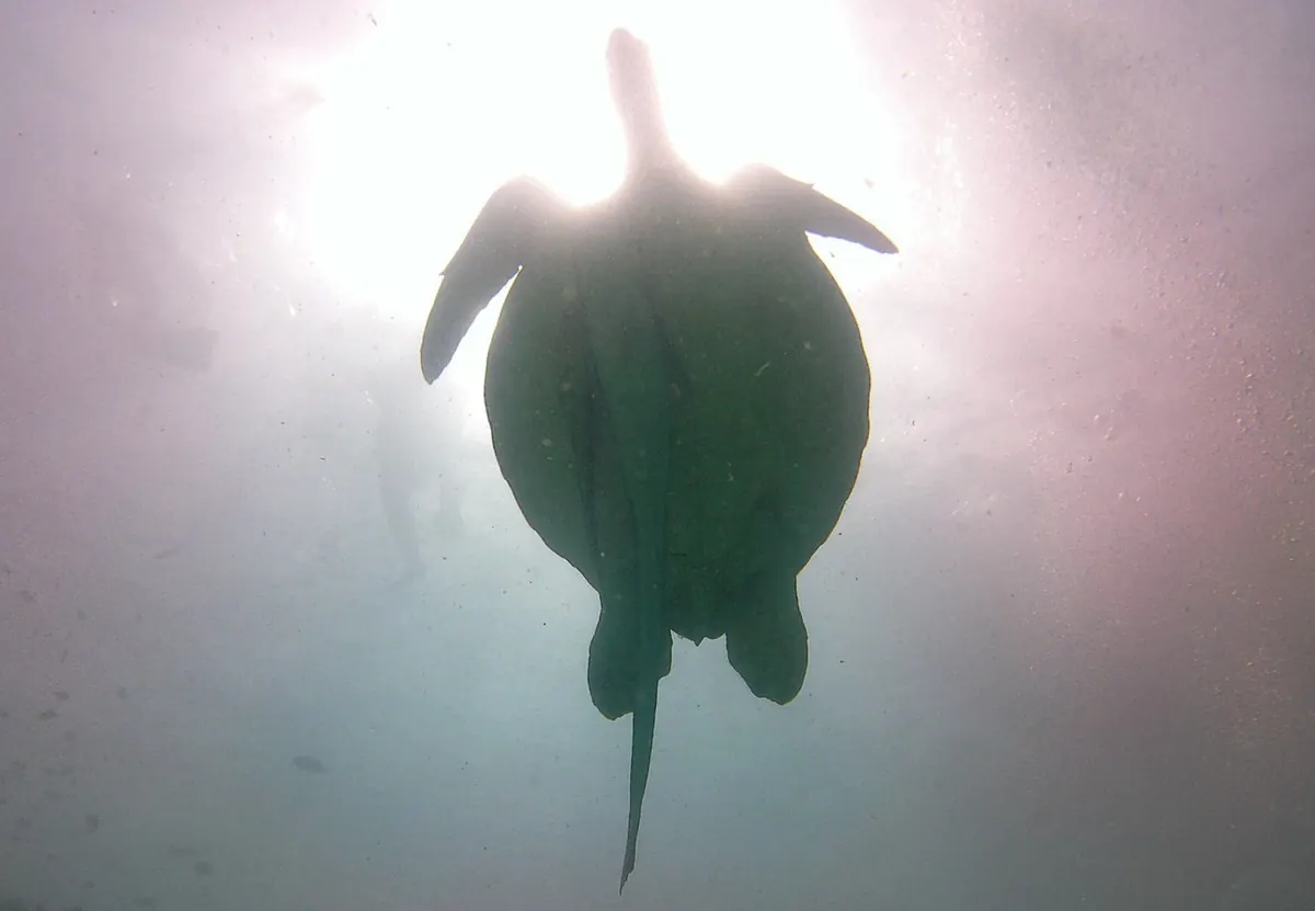 ウミガメとクマノミの写真(14)