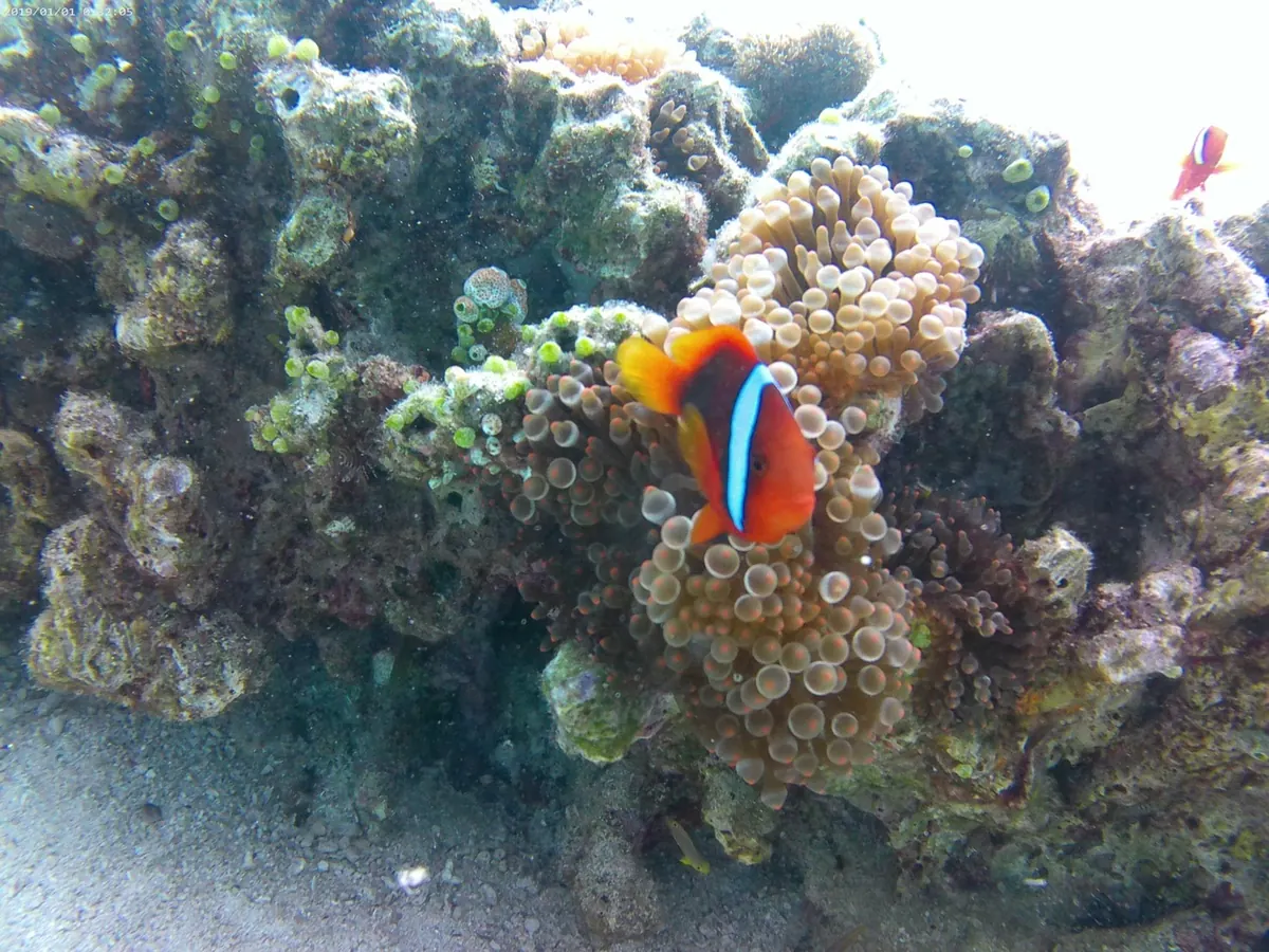 ウミガメとクマノミの写真(15)