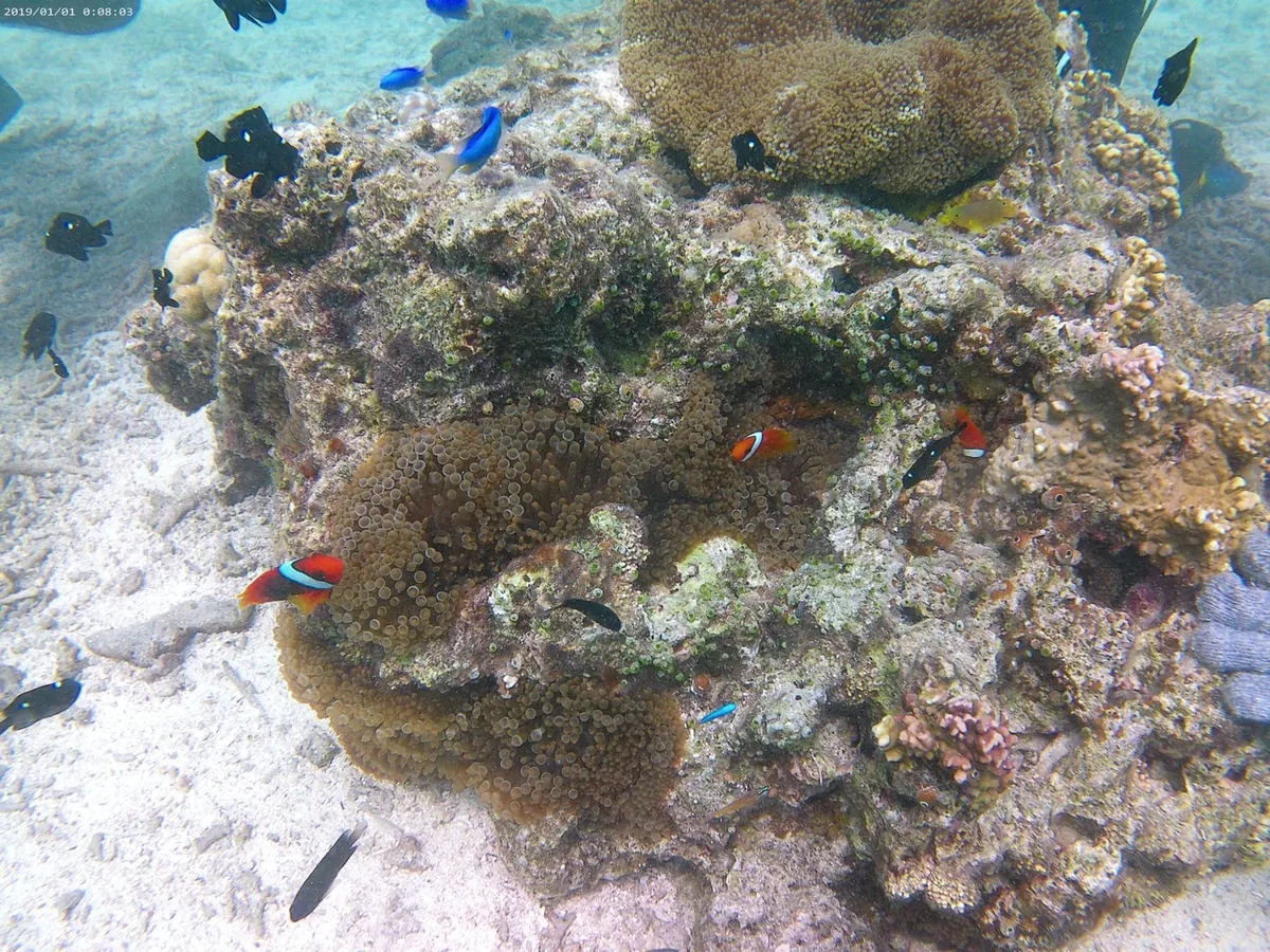 ウミガメとクマノミの写真(17)