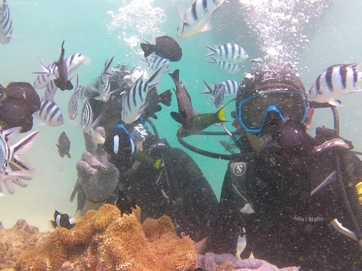 ウミガメとクマノミの写真(18)