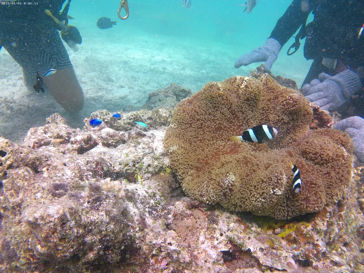 ウミガメとクマノミの写真(19)